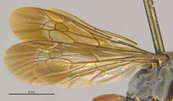 Media type: image;   Entomology 28151 Aspect: Wing front